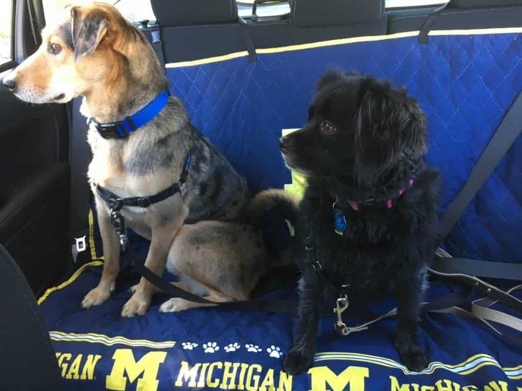 michigan-car-seat-cover-dogs